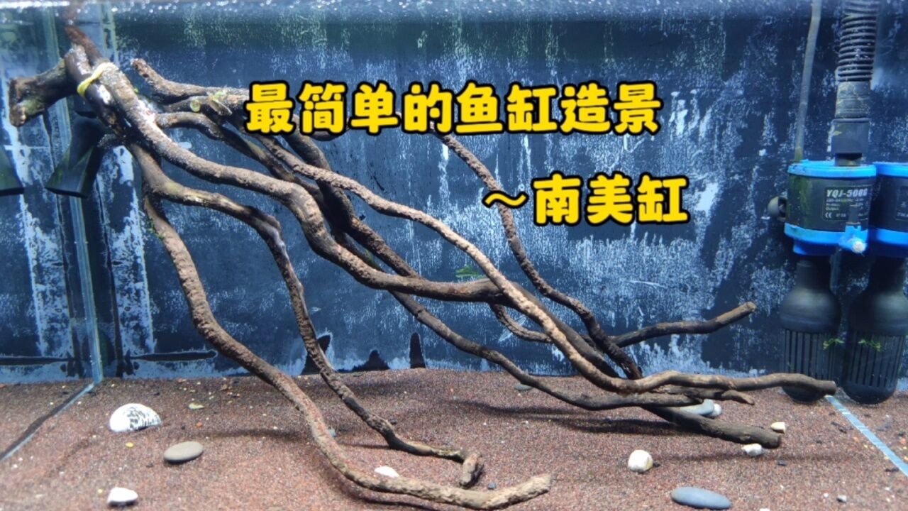最简单的鱼缸造景,有手就能做,南美缸