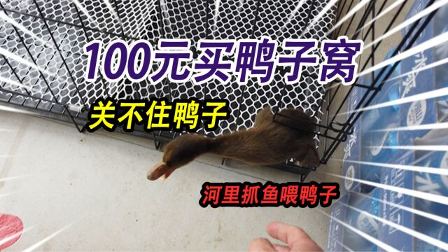 100元买了一个鸭子窝,竟然关不住鸭子,查看3天前放河里的捕鱼瓶