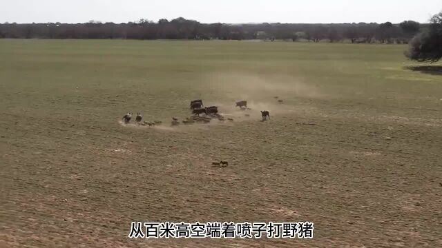 老外用直升机打野猪,全程简单粗暴,很爽捕猎现场,野猪