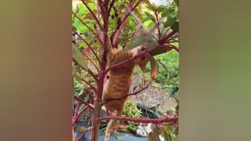 小橘猫又爬上树抓小鸽子了#记录猫咪日常