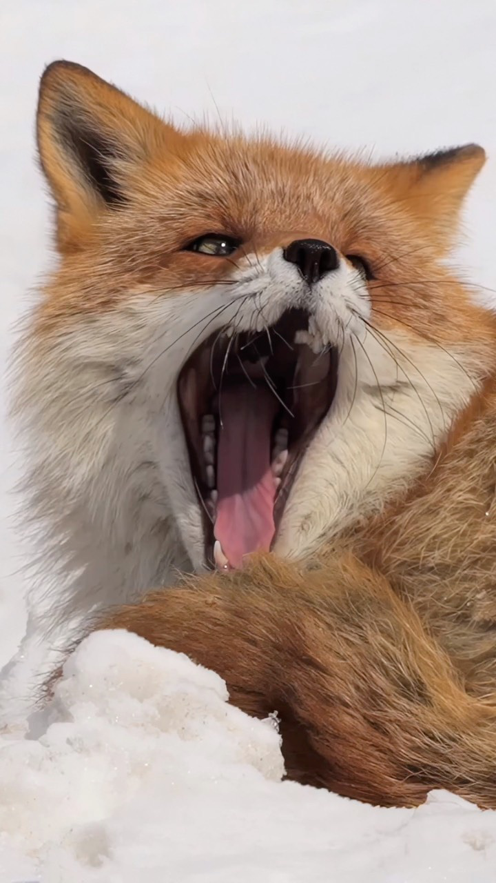 原来狐狸困的时候也会打哈欠,嘴巴可以张这么大,你一定没见过吧?