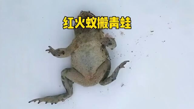 火红蚁原来如此厉害真实户外蚂蚁