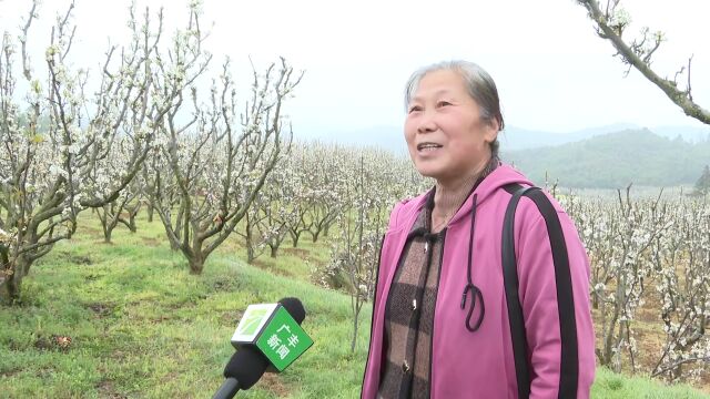 广丰吴村镇:“赏花经济”助力乡村振兴