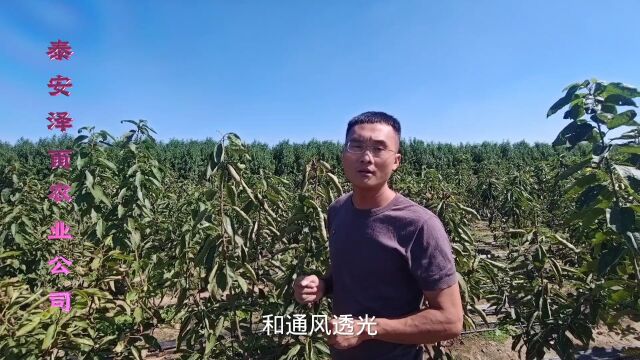 大樱桃树的选择大有讲究!3公分的2年生美早大樱桃树