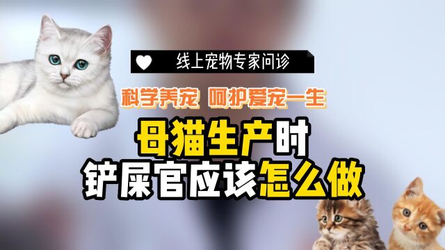 家有孕猫,主人需要知道的猫妈妈生产注意事项