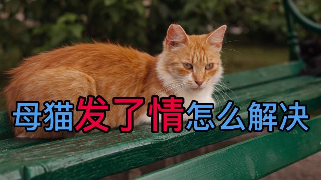 母猫发了情怎么解决