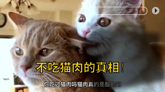 你吃过猫肉吗,猫肉真的是酸的吗?