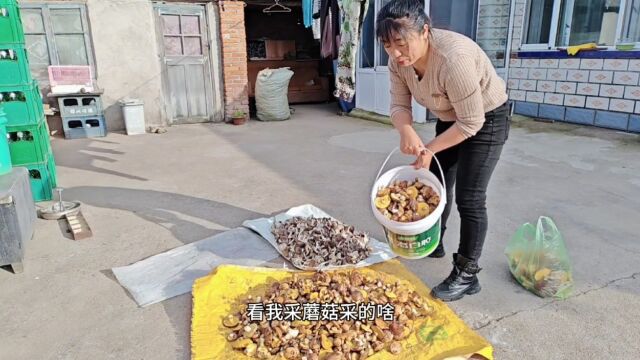 东北当地降温了,上山采回来好几筐松蘑和小灰蘑,晚上辣椒炒蘑菇