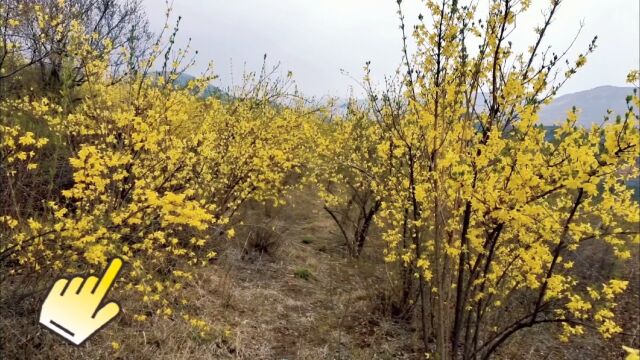 希望的田野……