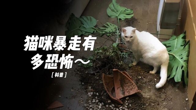 暴走的小猫咪有多恐怖~小猫咪能有什么坏心眼儿呢?