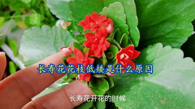 长寿花花枝低矮是什么原因