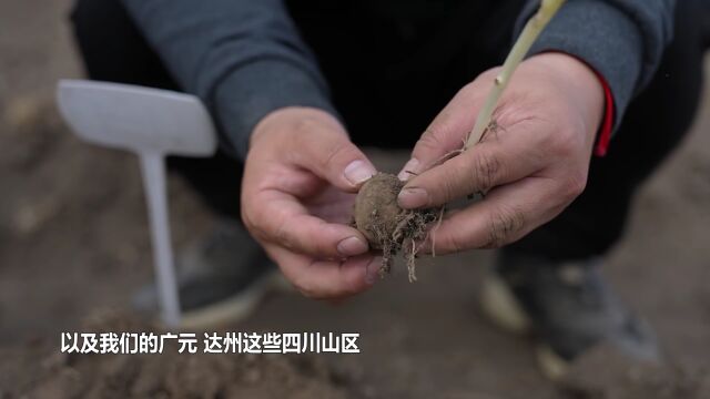 问您所“?” | 万象“耕”新⑥:科技加持 高山蔬菜“高”出一筹