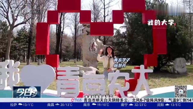 “校花”来袭,满园春色关不住,一起来看看青岛农业大学