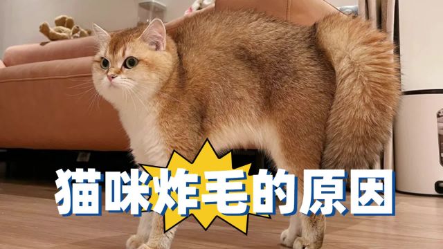 猫咪炸毛的原因,你知道吗?