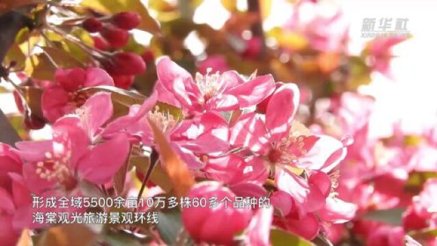 上海:海棠花开醉春风