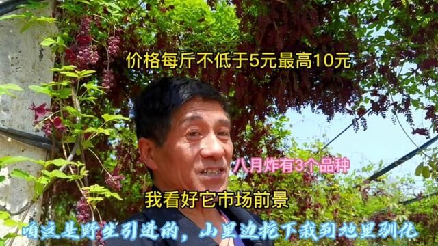 山西农民大叔从山中引种八月炸10年,看他说种植前景如何 #八月瓜