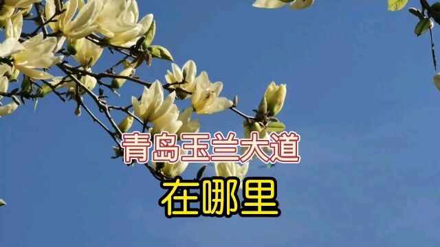 青岛有一条玉兰大道,你知道在哪里吗?