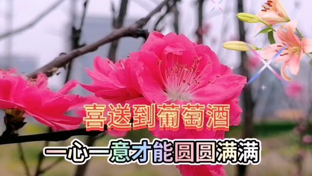 大红色的红梅树花盛开美景,鲜花姹紫嫣红,百花齐放,美不胜收了