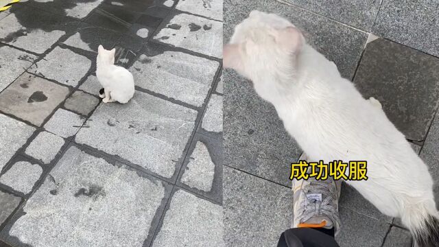 男子遇流浪猫拿“十级喵语”对话,猫咪团团转找同伴,成功被收服