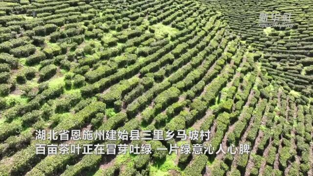 湖北建始:春茶上新 助农增收