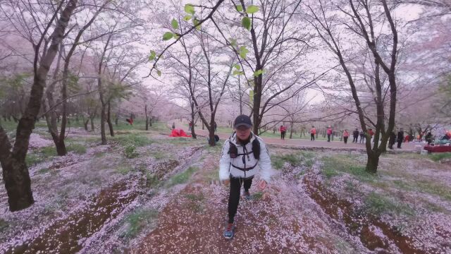 贵州平坝樱花园旅游 自拍Insta360全景一英寸