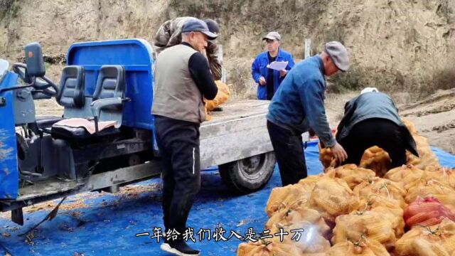 【今日头条】乡村振兴的榆林实践 致富路上擦亮“辛庄”名片