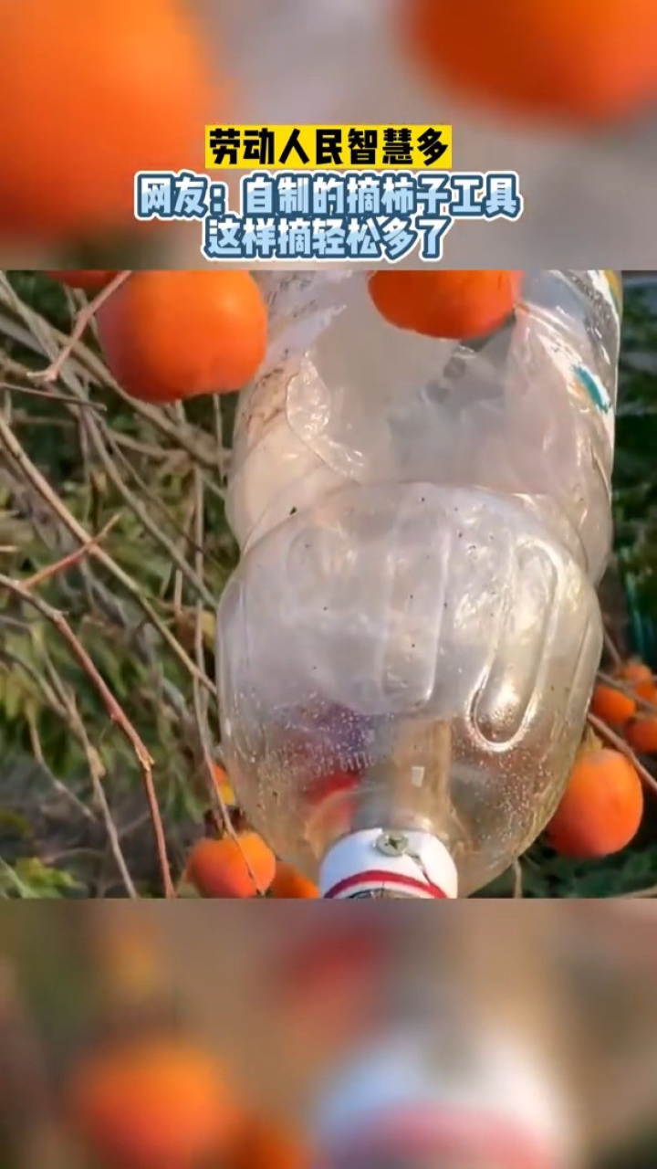 劳动人民智慧多!网友:自制的摘柿子工具,这样摘轻松多了!