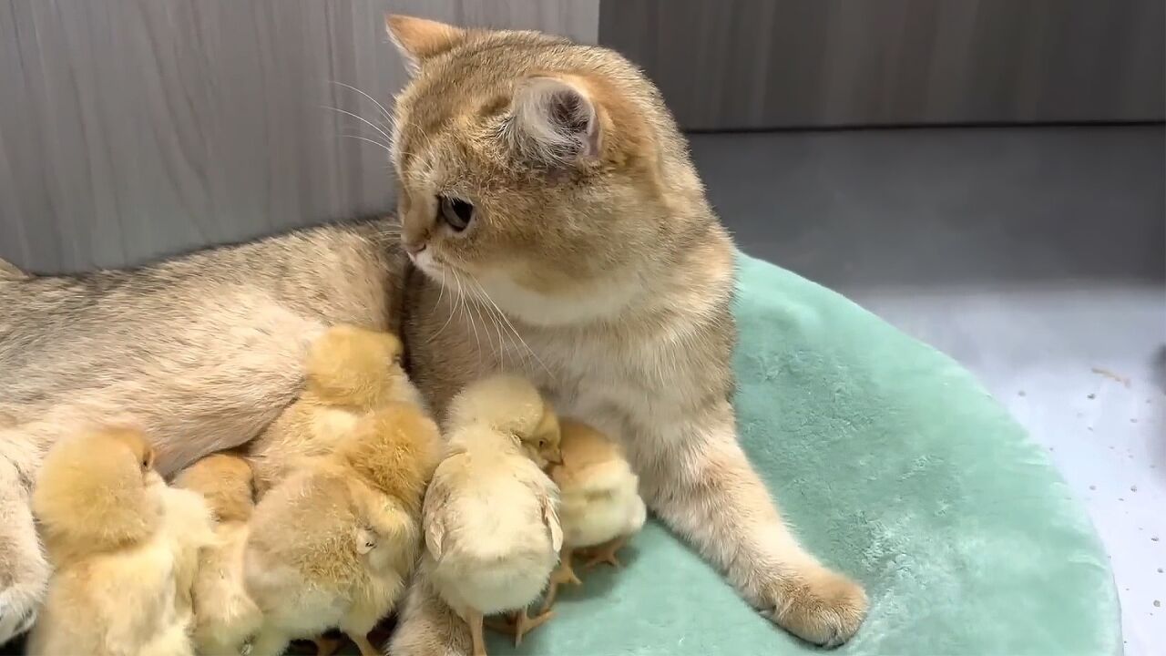 好有爱的猫咪,小鸡仔把它当妈妈,一只只使劲往它怀里钻_高清1080P在线观看平台_腾讯视频