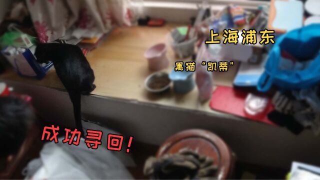 上海青浦找猫:猫咪寻回后如产后护理,打不得骂不得要耐心宠着!