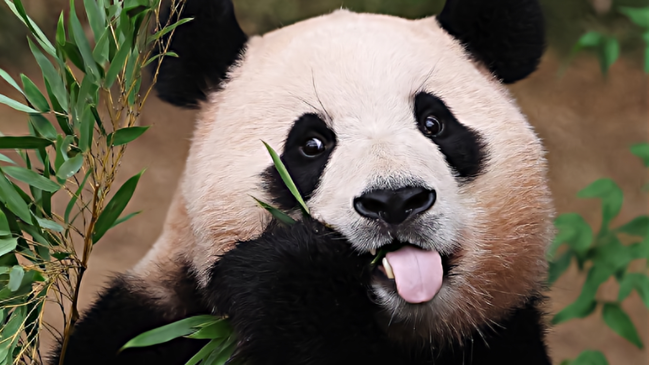 旅韩大熊猫"福宝"三周岁写真集热销韩国,购书网站直呼"人气前所未有"