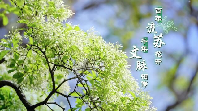 山东邹城:百年流苏花开 千年文脉相传