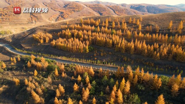 北国之秋!内蒙古大青山层林尽染美不胜收