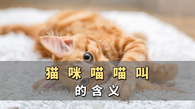 猫咪为什么喵喵叫?原来是有这些原因的