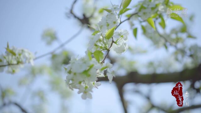 千城百县看中国|山东诸城:小城的春天