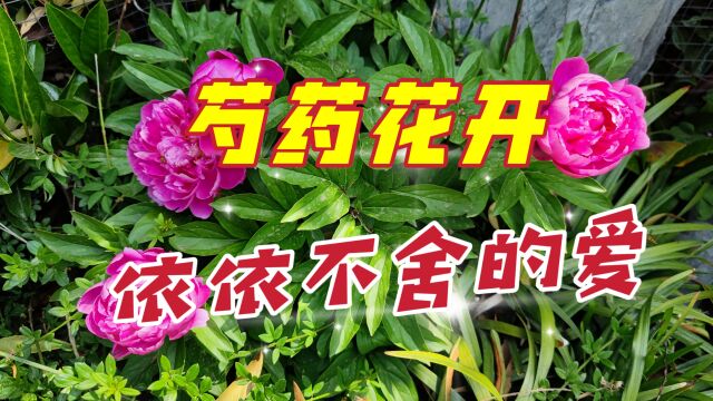 泰州家中小院芍药盛开,它的花期其实很短,也寓意着依依不舍的爱