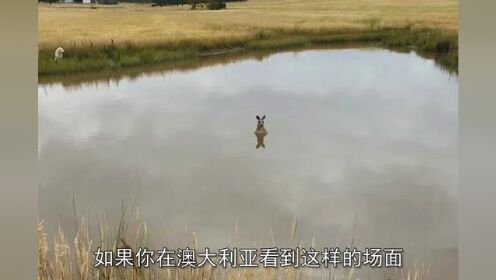 一个小故事告诉你水里的袋鼠有多危险