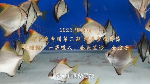 简单分享几种容易饲养的淡水观赏鱼,黄鳍鲳、一眉道人、金头黑沙、金波子