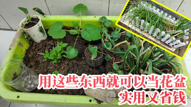 之前从网上买花盆,后来发现用这些东西就可以当花盆,实用还省钱