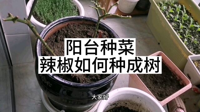 阳台种菜,辣椒真的能种成树吗?答案是可以的,去年种的辣椒苗,秋天修剪之后,留到了今年,最近开始发新芽,长花苞,期待开花结果!