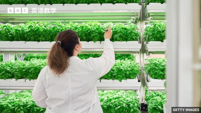 BBC随身英语:Vertical farming 垂直农业是否已走到尽头?