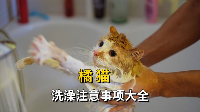 橘猫洗澡注意事项大全,小心为妙!