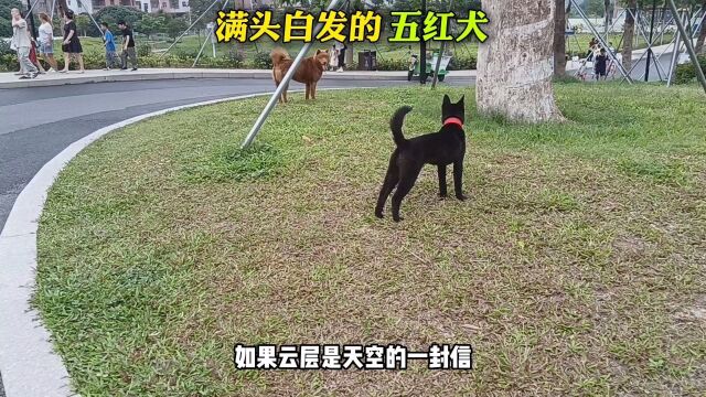 这个是五红犬吗?头上和脖子上都有白色杂毛.