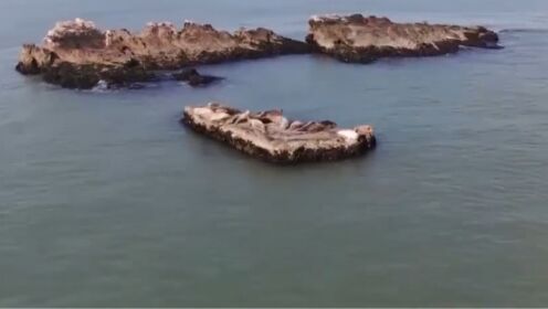 山东长岛的斑海豹，是唯一一个，在中国海域繁殖的鳍足类动物
