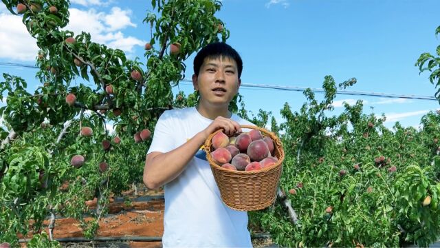 云南桃子成熟了,小伙去山里摘桃子,边摘边吃真享受