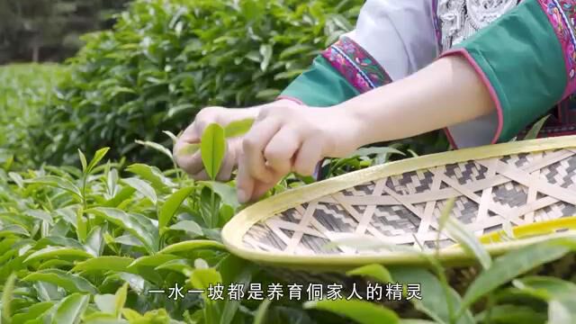 千年侗茶 广西三江