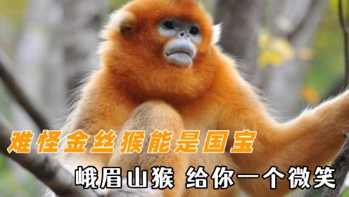 每出现一只有礼貌的猴子：峨眉山猴子就要被网曝一次 金丝猴太美