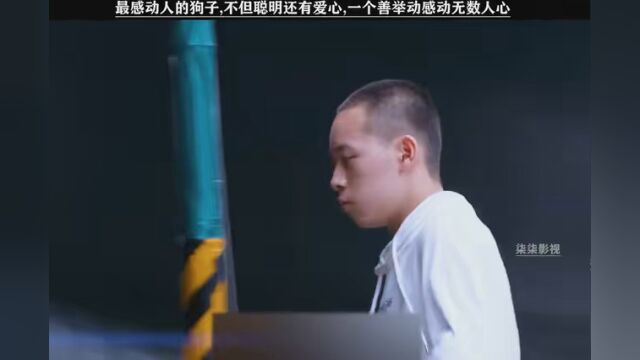 一只流浪狗感动了无数人. #忠犬流浪记