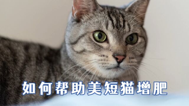 美短猫太瘦怎么办,看完就知道