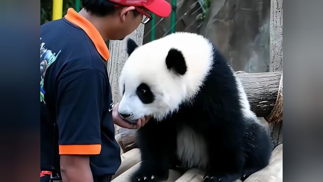 暖暖公主被奶爸撩到了 #大熊猫暖暖 #熊猫宝宝