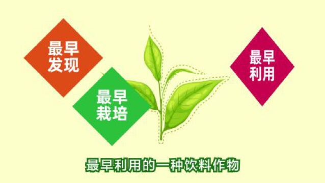 【三农词条】中国茶史知多少?